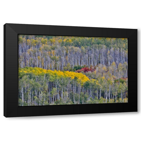 USA- Wyoming. Kebler Pass with Aspen grove in fall color Black Modern Wood Framed Art Print by Gulin, Darrell