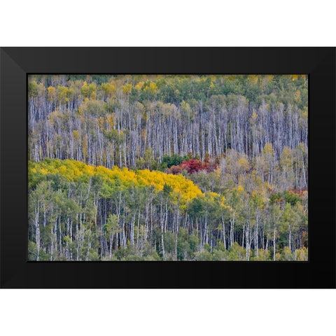 USA- Wyoming. Kebler Pass with Aspen grove in fall color Black Modern Wood Framed Art Print by Gulin, Darrell