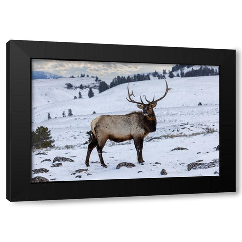USA- Wyoming- Yellowstone National Park. Lone bull elk in snow Black Modern Wood Framed Art Print with Double Matting by Gulin, Darrell