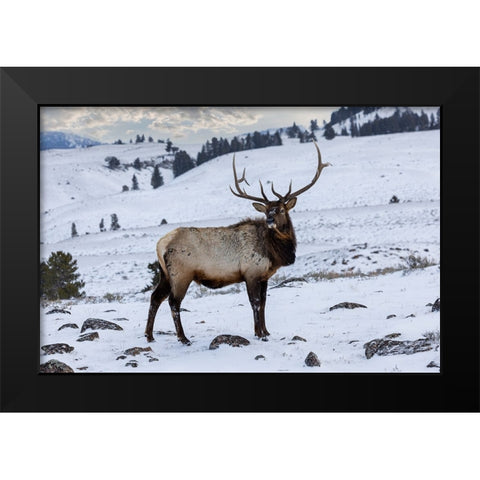 USA- Wyoming- Yellowstone National Park. Lone bull elk in snow Black Modern Wood Framed Art Print by Gulin, Darrell