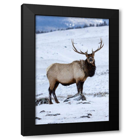 USA- Wyoming- Yellowstone National Park. Lone bull elk in snow Black Modern Wood Framed Art Print with Double Matting by Gulin, Darrell