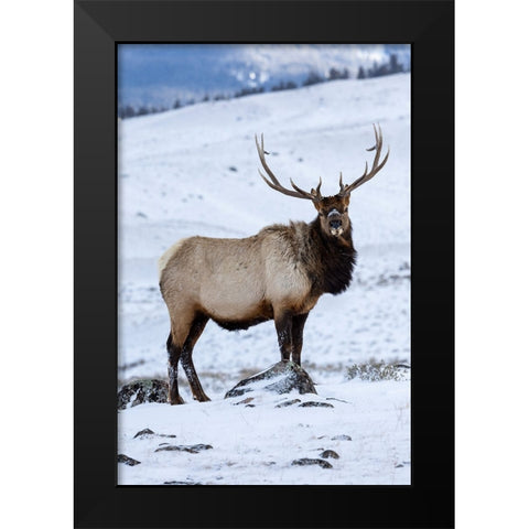 USA- Wyoming- Yellowstone National Park. Lone bull elk in snow Black Modern Wood Framed Art Print by Gulin, Darrell