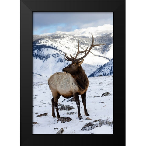 USA- Wyoming- Yellowstone National Park. Lone bull elk in snow Black Modern Wood Framed Art Print by Gulin, Darrell
