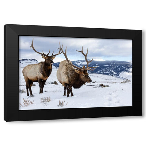 USA- Wyoming- Yellowstone National Park. Pair of bull elk in snow Black Modern Wood Framed Art Print with Double Matting by Gulin, Darrell