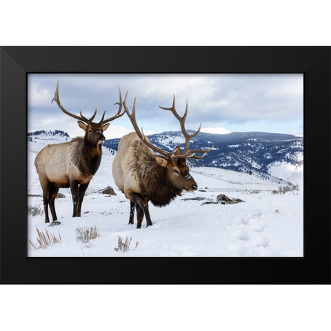 USA- Wyoming- Yellowstone National Park. Pair of bull elk in snow Black Modern Wood Framed Art Print by Gulin, Darrell