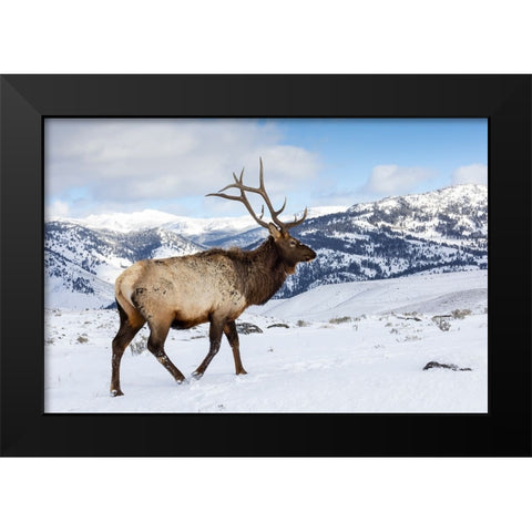 USA- Wyoming- Yellowstone National Park. Lone bull elk in snow Black Modern Wood Framed Art Print by Gulin, Darrell