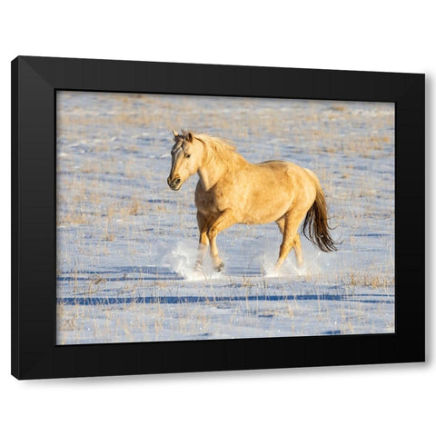 USA- Shell- Wyoming. Hideout Ranch lone horse in snow.  Black Modern Wood Framed Art Print with Double Matting by Gulin, Darrell