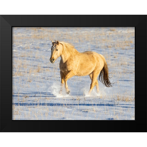 USA- Shell- Wyoming. Hideout Ranch lone horse in snow.  Black Modern Wood Framed Art Print by Gulin, Darrell