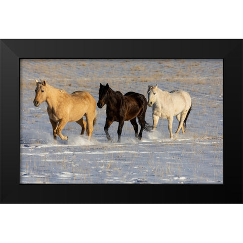 USA- Shell- Wyoming. Hideout Ranch with small herd of horses in snow.  Black Modern Wood Framed Art Print by Gulin, Darrell
