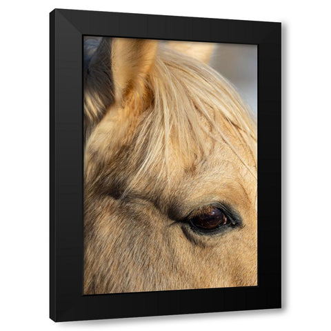 USA- Shell- Wyoming. Hideout Ranch close-up of horses eye.  Black Modern Wood Framed Art Print by Gulin, Darrell