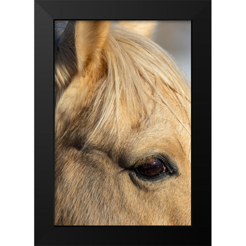 USA- Shell- Wyoming. Hideout Ranch close-up of horses eye.  Black Modern Wood Framed Art Print by Gulin, Darrell
