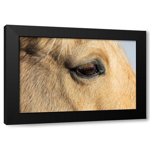 USA- Shell- Wyoming. Hideout Ranch close-up of horses eye.  Black Modern Wood Framed Art Print with Double Matting by Gulin, Darrell