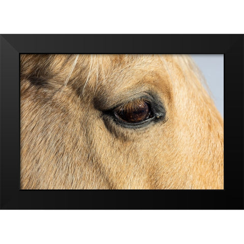 USA- Shell- Wyoming. Hideout Ranch close-up of horses eye.  Black Modern Wood Framed Art Print by Gulin, Darrell