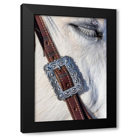 USA- Shell- Wyoming. Hideout Ranch tack on horse.  Black Modern Wood Framed Art Print with Double Matting by Gulin, Darrell
