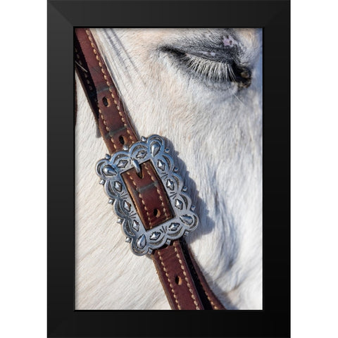 USA- Shell- Wyoming. Hideout Ranch tack on horse.  Black Modern Wood Framed Art Print by Gulin, Darrell