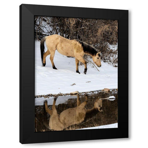 USA- Shell- Wyoming. Hideout Ranch lone horse in reflection Shell creek.  Black Modern Wood Framed Art Print with Double Matting by Gulin, Darrell