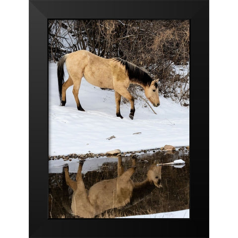 USA- Shell- Wyoming. Hideout Ranch lone horse in reflection Shell creek.  Black Modern Wood Framed Art Print by Gulin, Darrell