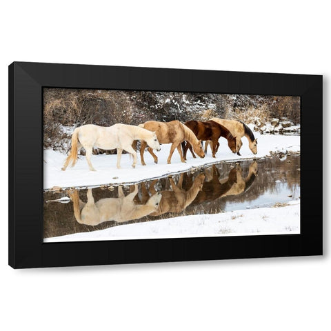USA- Shell- Wyoming. Hideout Ranch horses in reflection Shell Creek.  Black Modern Wood Framed Art Print with Double Matting by Gulin, Darrell