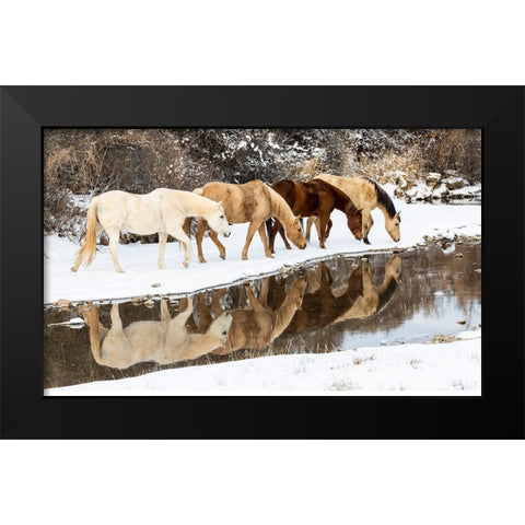 USA- Shell- Wyoming. Hideout Ranch horses in reflection Shell Creek.  Black Modern Wood Framed Art Print by Gulin, Darrell