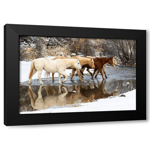 USA- Shell- Wyoming. Hideout Ranch horses in reflection Shell Creek.  Black Modern Wood Framed Art Print with Double Matting by Gulin, Darrell
