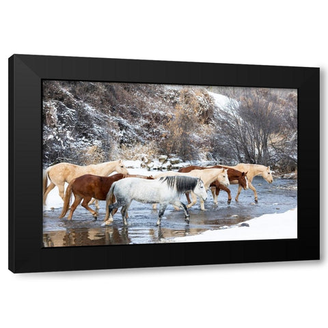 USA- Shell- Wyoming. Hideout Ranch horses in reflection Shell Creek.  Black Modern Wood Framed Art Print with Double Matting by Gulin, Darrell