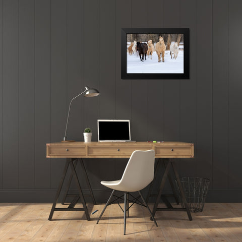 USA- Shell- Wyoming. Hideout Ranch with small herd of horses in snow.  Black Modern Wood Framed Art Print by Gulin, Darrell