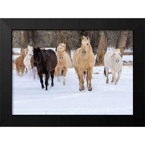 USA- Shell- Wyoming. Hideout Ranch with small herd of horses in snow.  Black Modern Wood Framed Art Print by Gulin, Darrell