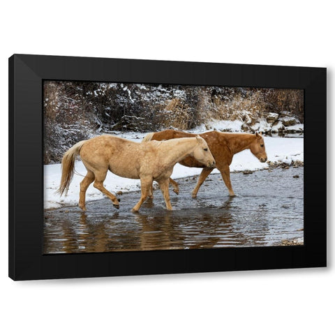 USA- Shell- Wyoming. Hideout Ranch pair of horses in snow.  Black Modern Wood Framed Art Print with Double Matting by Gulin, Darrell