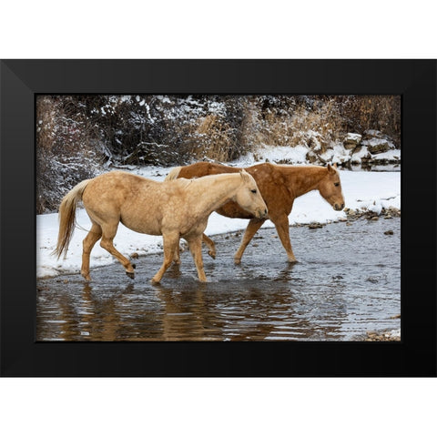 USA- Shell- Wyoming. Hideout Ranch pair of horses in snow.  Black Modern Wood Framed Art Print by Gulin, Darrell