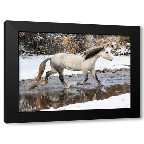 USA- Shell- Wyoming. Hideout Ranch lone horse in snow.  Black Modern Wood Framed Art Print by Gulin, Darrell