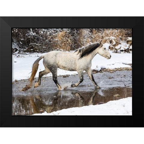 USA- Shell- Wyoming. Hideout Ranch lone horse in snow.  Black Modern Wood Framed Art Print by Gulin, Darrell