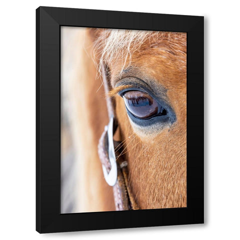 USA- Shell- Wyoming. Hideout Ranch close-up of horses eye.  Black Modern Wood Framed Art Print with Double Matting by Gulin, Darrell