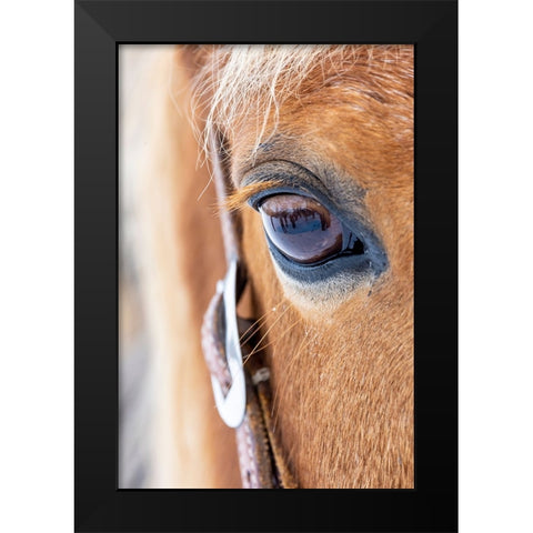 USA- Shell- Wyoming. Hideout Ranch close-up of horses eye.  Black Modern Wood Framed Art Print by Gulin, Darrell