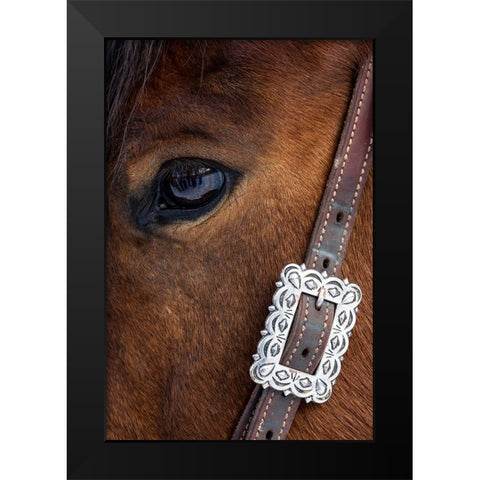USA- Shell- Wyoming. Hideout Ranch close-up of horses eye.  Black Modern Wood Framed Art Print by Gulin, Darrell