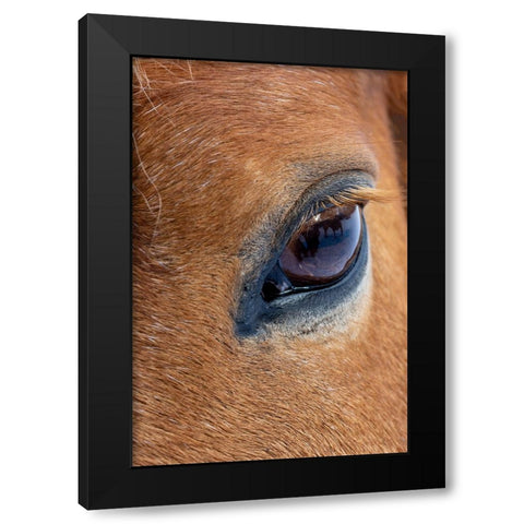 USA- Shell- Wyoming. Hideout Ranch close-up of horses eye.  Black Modern Wood Framed Art Print with Double Matting by Gulin, Darrell