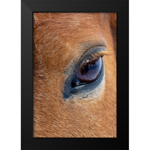 USA- Shell- Wyoming. Hideout Ranch close-up of horses eye.  Black Modern Wood Framed Art Print by Gulin, Darrell