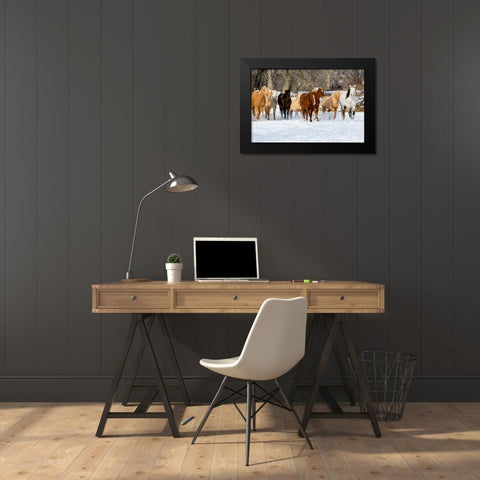 USA- Shell- Wyoming. Hideout Ranch with small herd of horses in snow.  Black Modern Wood Framed Art Print by Gulin, Darrell