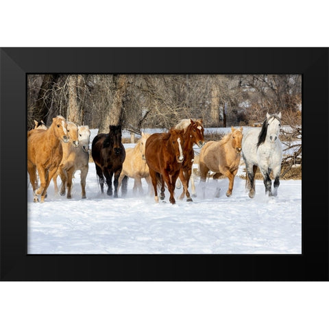 USA- Shell- Wyoming. Hideout Ranch with small herd of horses in snow.  Black Modern Wood Framed Art Print by Gulin, Darrell