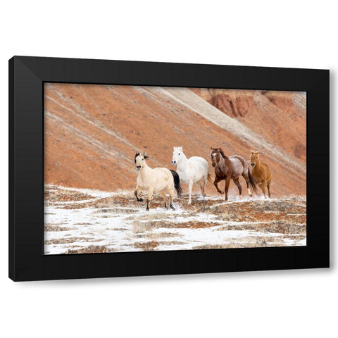USA- Shell- Wyoming. Hideout Ranch with small herd of horses in snow.  Black Modern Wood Framed Art Print with Double Matting by Gulin, Darrell