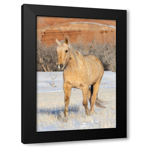 USA- Shell- Wyoming. Hideout Ranch lone horse in snow.  Black Modern Wood Framed Art Print with Double Matting by Gulin, Darrell