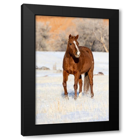 USA- Shell- Wyoming. Hideout Ranch lone horse in snow.  Black Modern Wood Framed Art Print with Double Matting by Gulin, Darrell