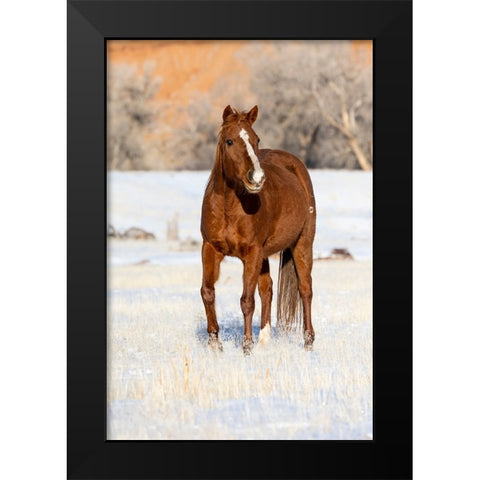 USA- Shell- Wyoming. Hideout Ranch lone horse in snow.  Black Modern Wood Framed Art Print by Gulin, Darrell