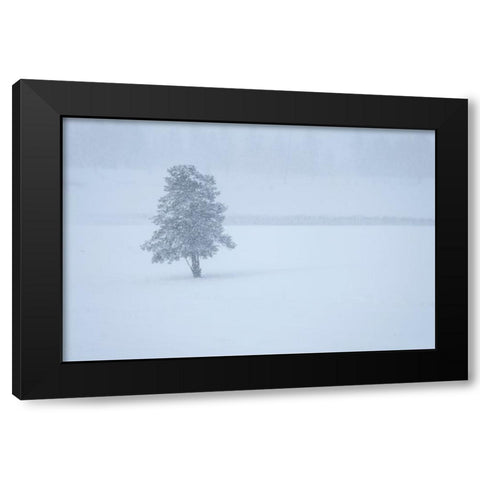 Lone tree Black Modern Wood Framed Art Print with Double Matting by Theodore, George and Marilu