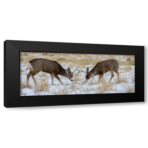 Young mule deer bucks play fighting-Rawlins-Wyoming-USA Black Modern Wood Framed Art Print by Garber, Howie