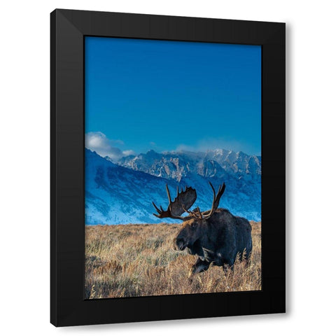 Bull moose portrait with Grand Teton National Park in background-Wyoming Black Modern Wood Framed Art Print with Double Matting by Garber, Howie