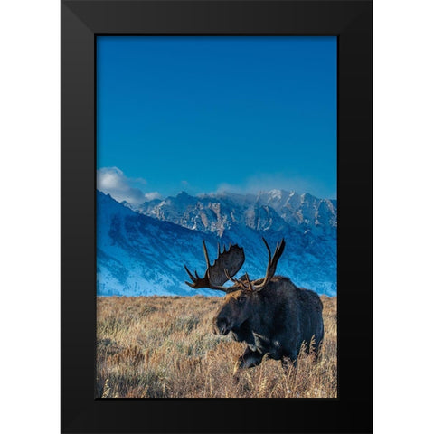 Bull moose portrait with Grand Teton National Park in background-Wyoming Black Modern Wood Framed Art Print by Garber, Howie