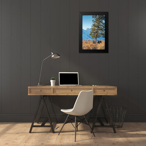 Bull moose vie for dominance at evergreen tree Grand Teton-National Park-Wyoming Black Modern Wood Framed Art Print by Garber, Howie
