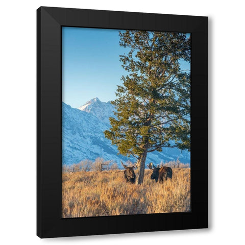 Bull moose vie for dominance at evergreen tree Grand Teton-National Park-Wyoming Black Modern Wood Framed Art Print with Double Matting by Garber, Howie