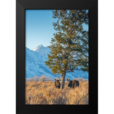 Bull moose vie for dominance at evergreen tree Grand Teton-National Park-Wyoming Black Modern Wood Framed Art Print by Garber, Howie