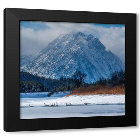 Flock of Trumpeter swans swim at Oxbow Bend in front of Mount Moran-Grand Teton National Park Black Modern Wood Framed Art Print by Garber, Howie
